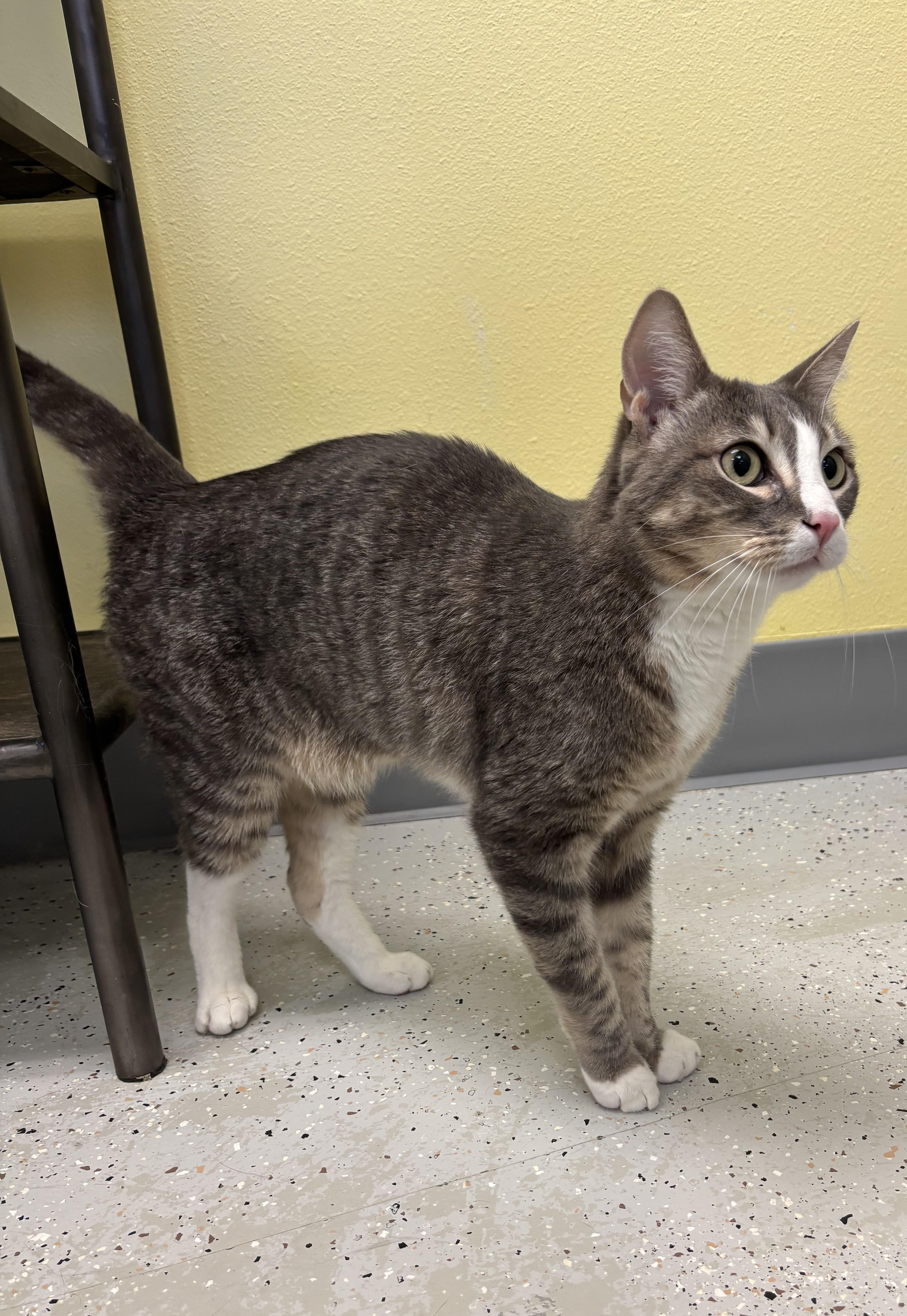 Enlarge Louie, an adopted Domestic Short Hair in Quincy, WA image 2/3