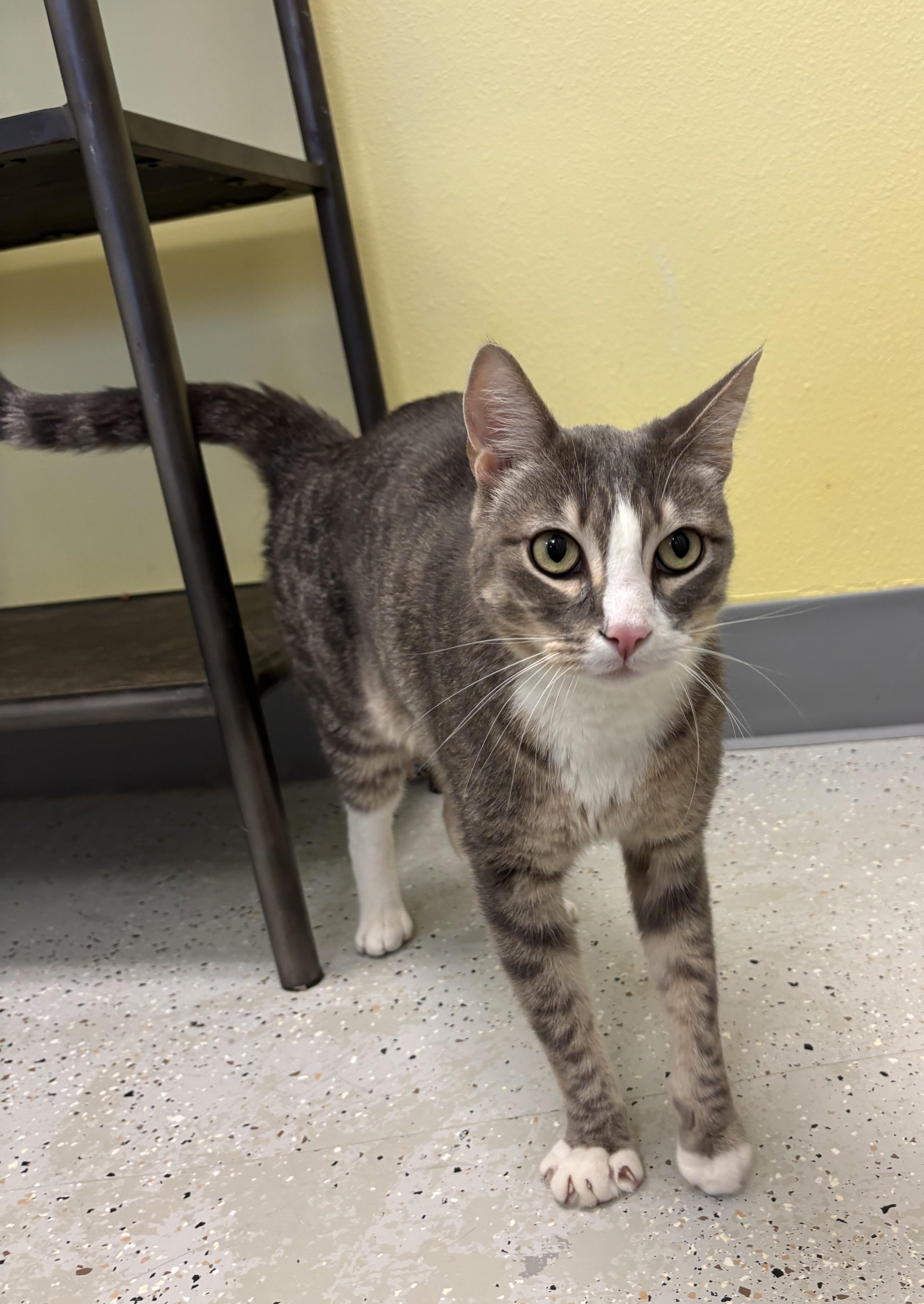 Louie, adopted, Adult Male Domestic Short Hair.