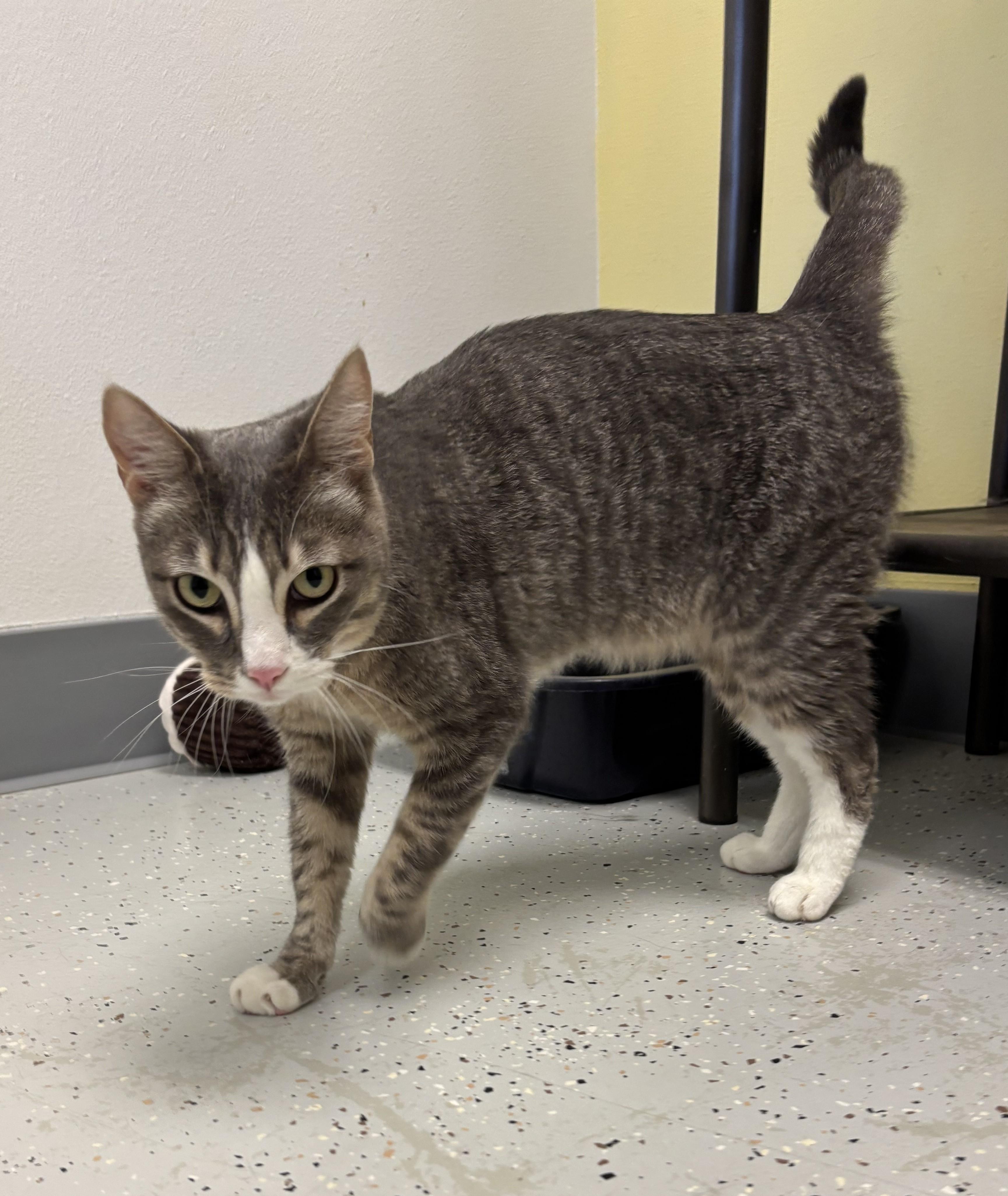 Enlarge Louie, an adopted Domestic Short Hair in Quincy, WA image 3/3