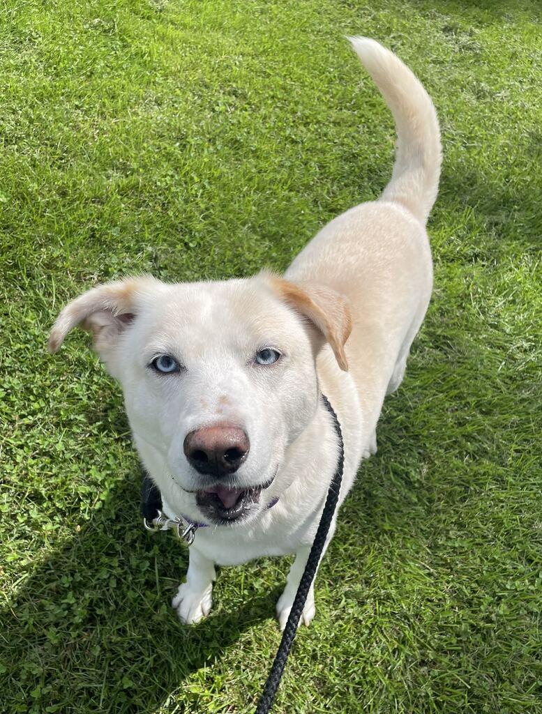 Enlarge Sidney, a Adoptable mixed breed in Jackson, MI image 1/6