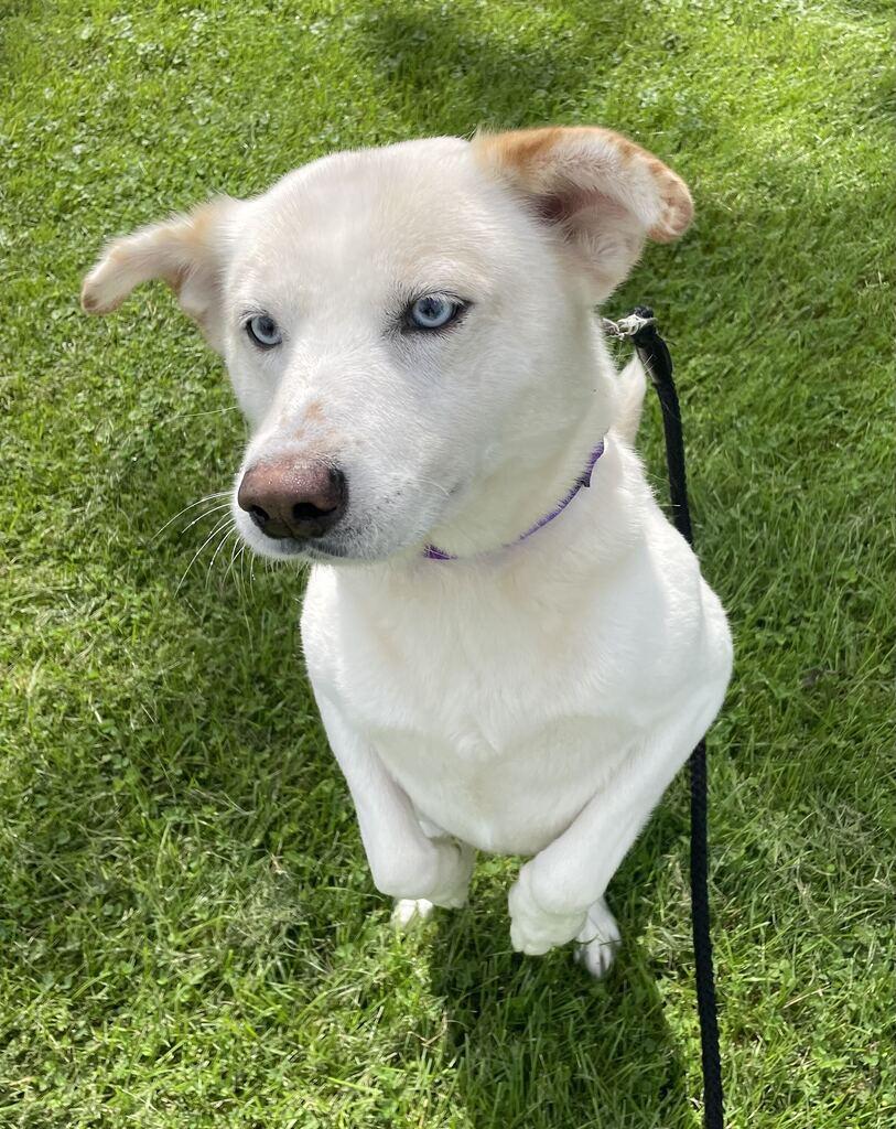 Enlarge Sidney, a Adoptable mixed breed in Jackson, MI image 6/6