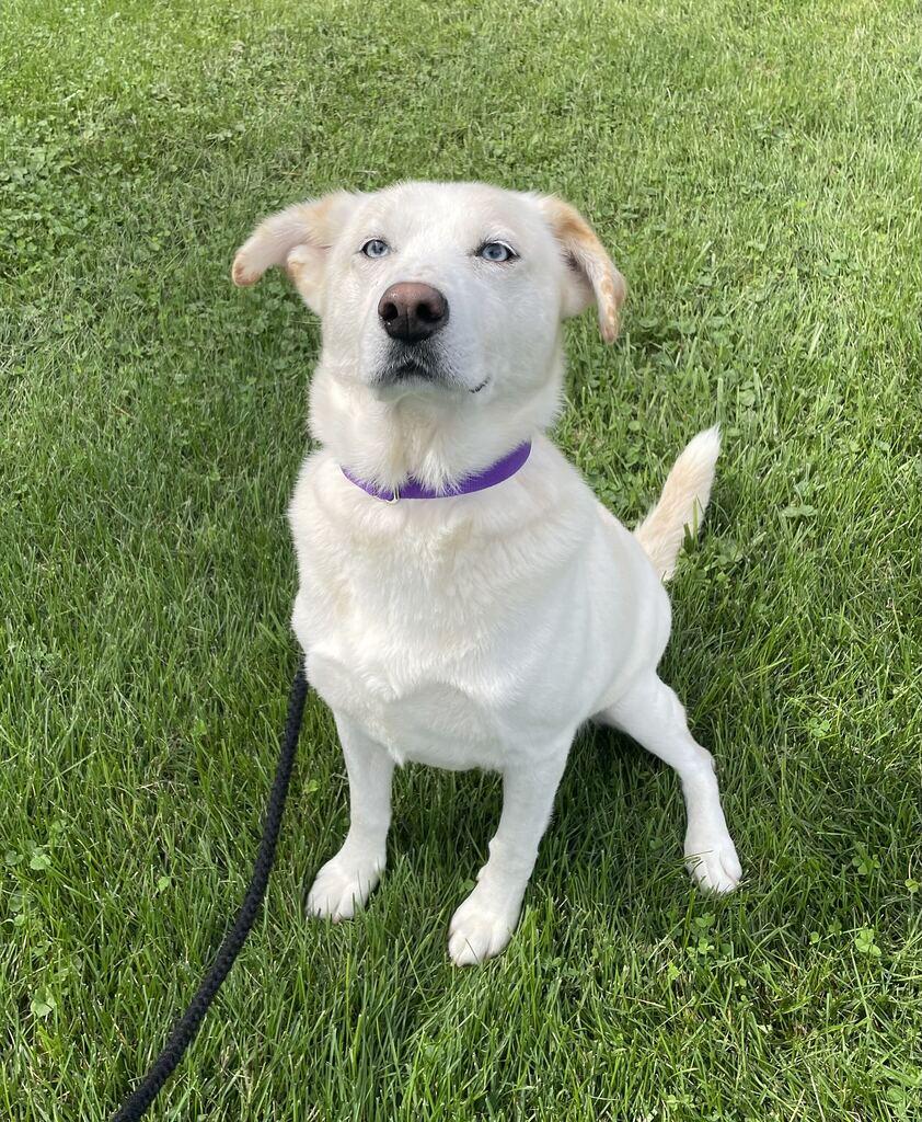 Enlarge Sidney, a Adoptable mixed breed in Jackson, MI image 5/6