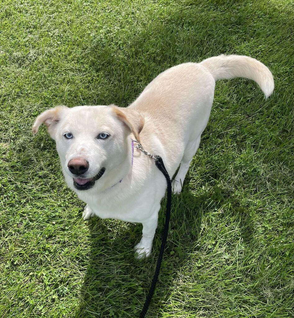 Enlarge Sidney, a Adoptable mixed breed in Jackson, MI image 2/6