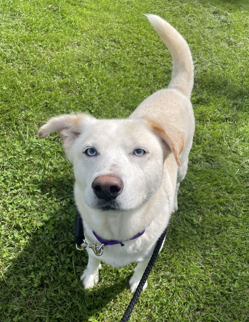 Enlarge Sidney, a Adoptable mixed breed in Jackson, MI image 3/6