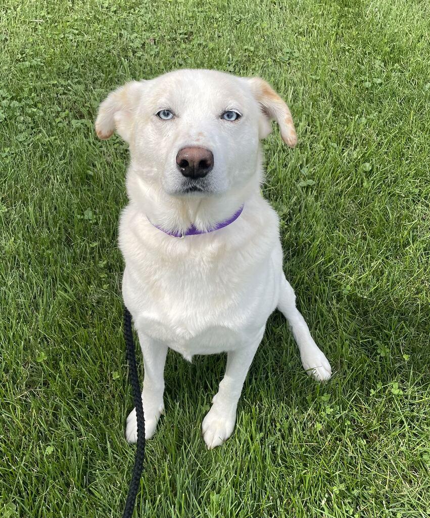 Enlarge Sidney, a Adoptable mixed breed in Jackson, MI image 4/6