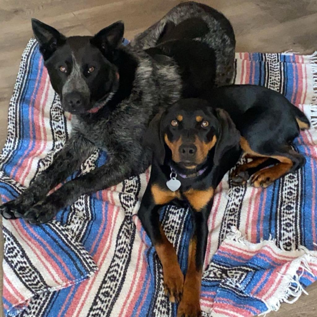Enlarge May, a Adoptable mixed breed in Thayne, WY image 5/6