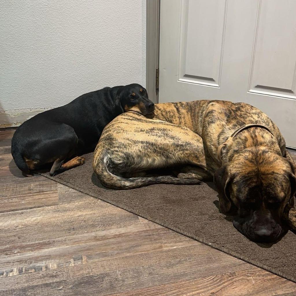 Enlarge May, a Adoptable mixed breed in Thayne, WY image 6/6