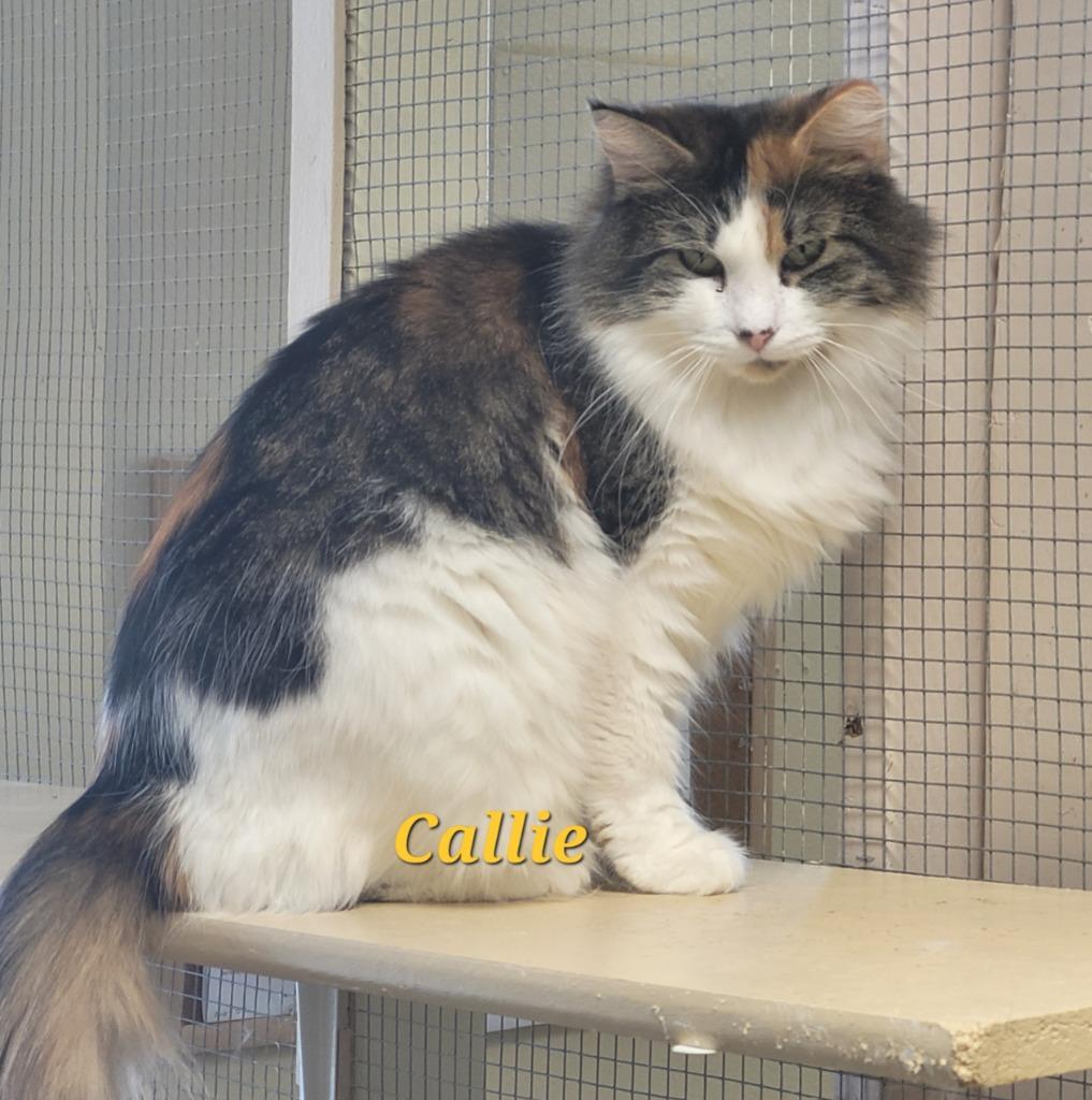 Callie, Adoptable, Adult Female Domestic Short Hair.