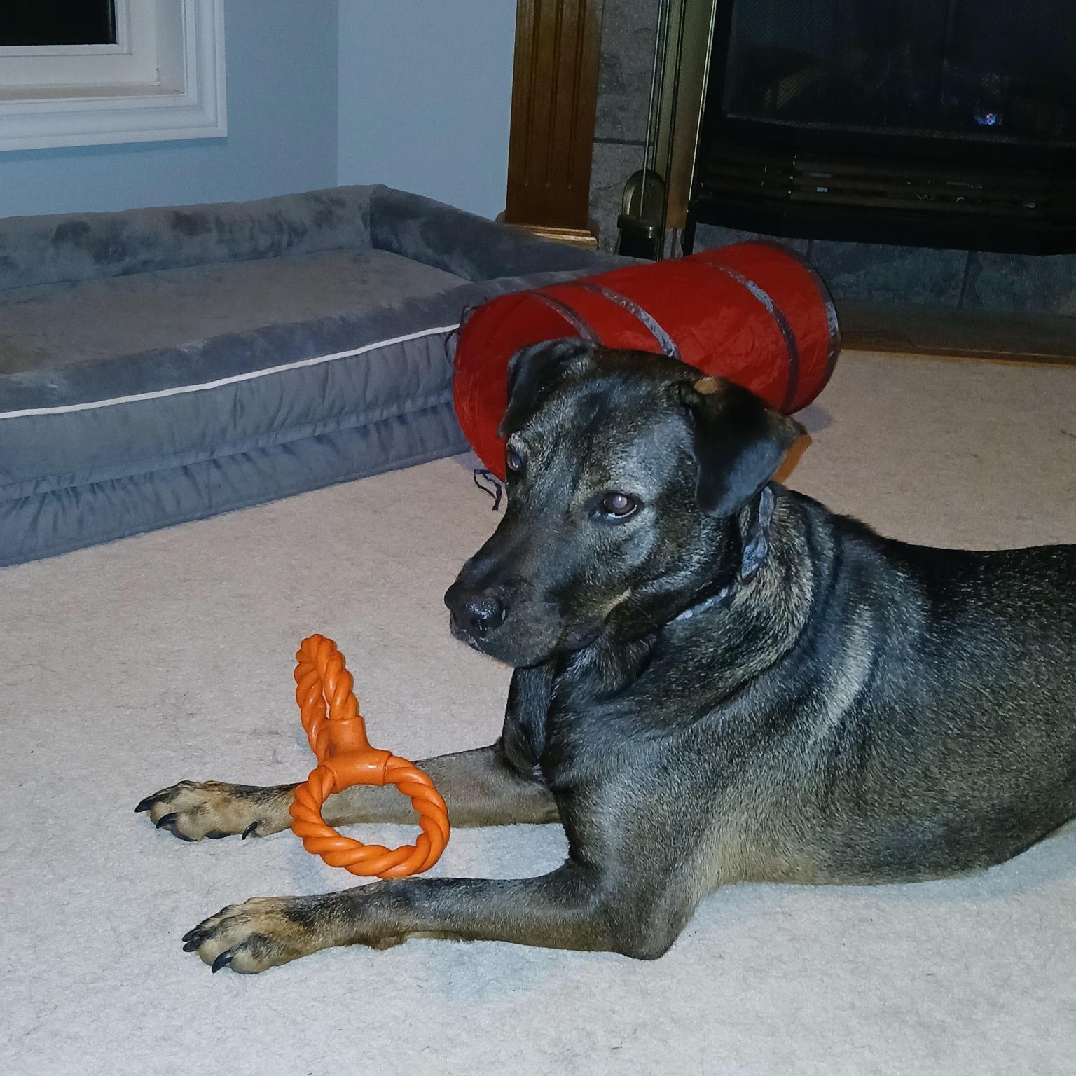 Enlarge Bucee, a Adoptable mixed breed in Woodstock, ON image 1/5