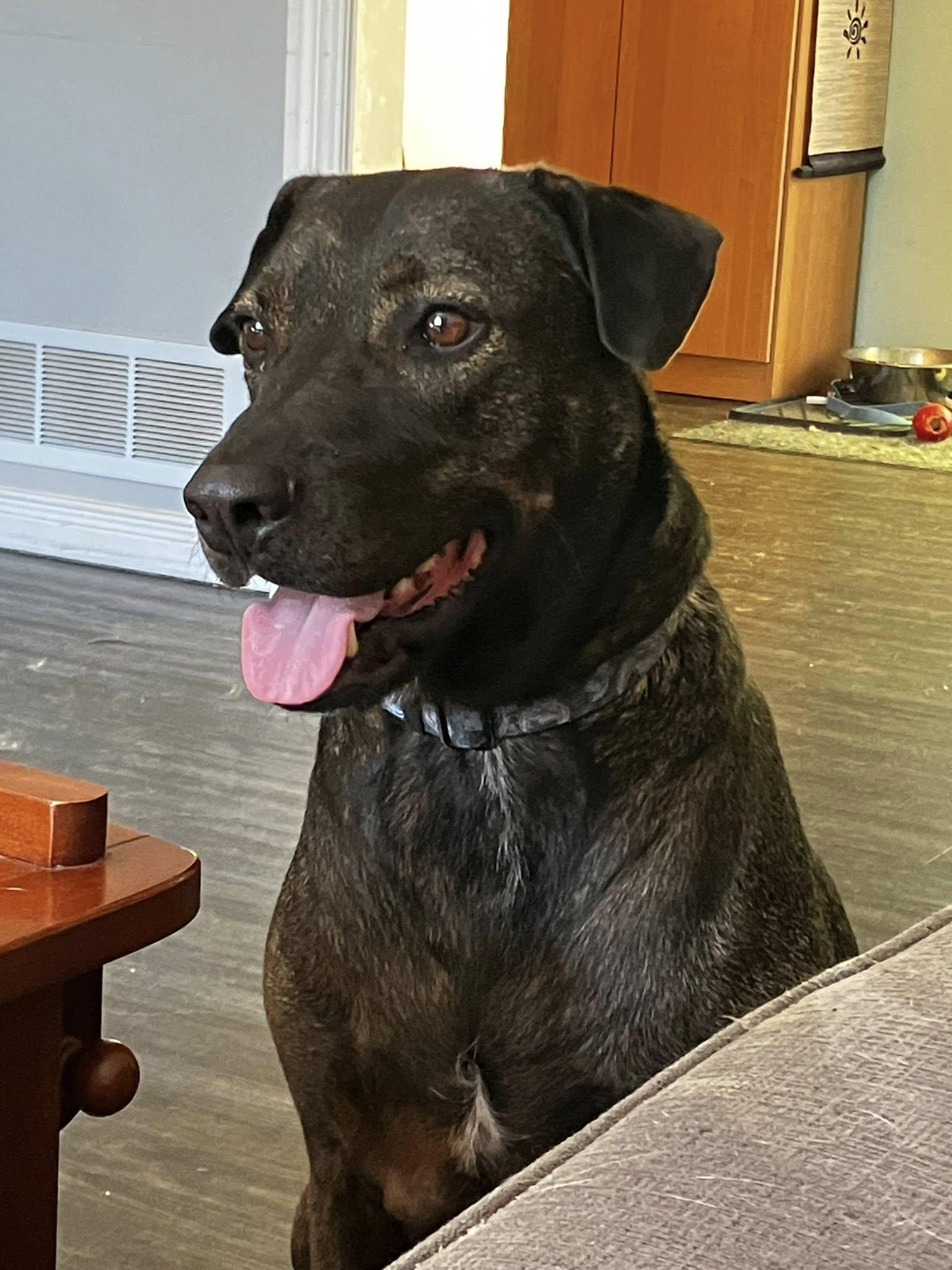 Bucee, an adoptable Beauceron, Black Labrador Retriever in Woodstock, ON, N4S 7W1 | Photo Image 5