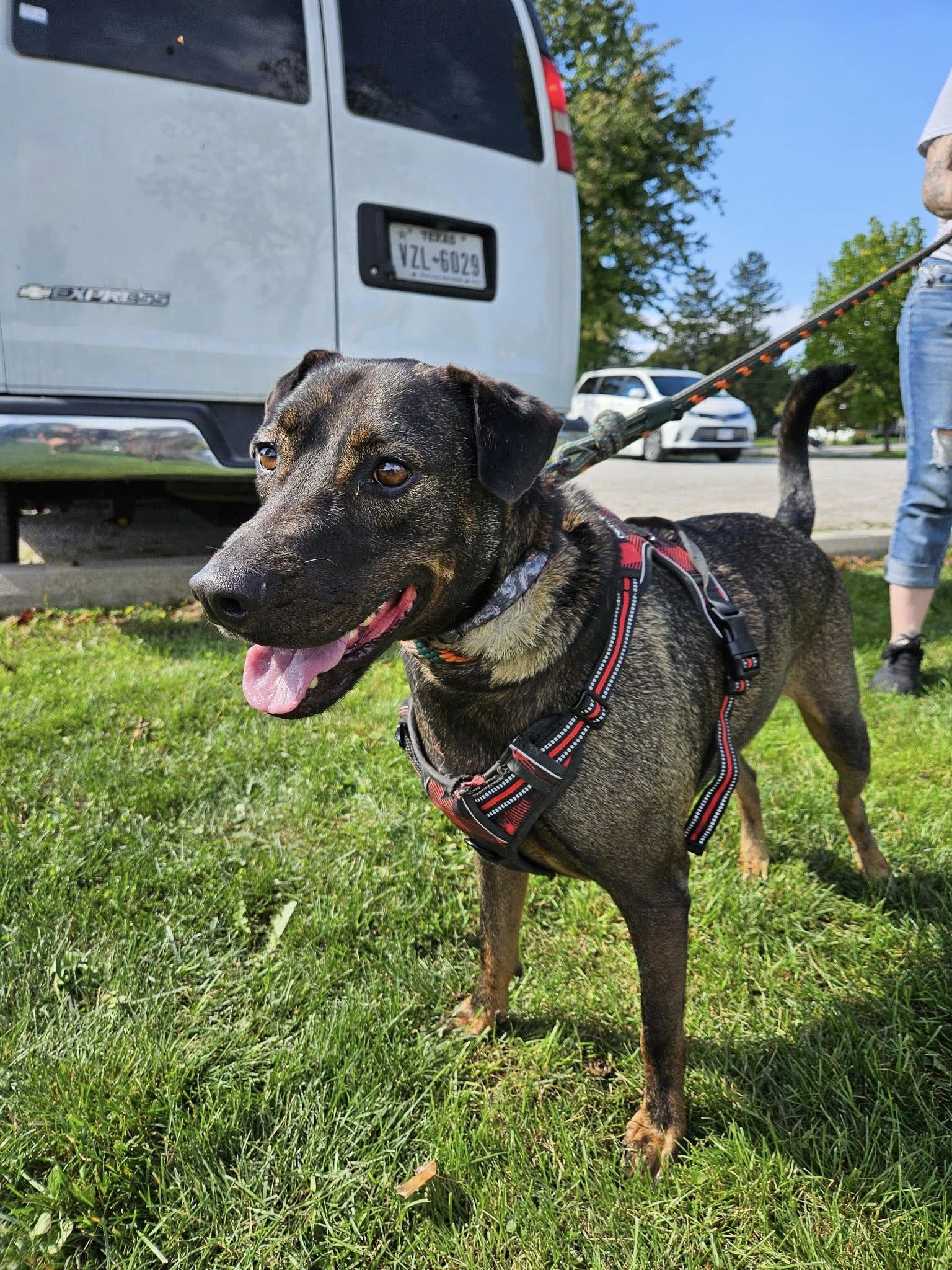 Bucee, an adoptable Beauceron, Black Labrador Retriever in Woodstock, ON, N4S 7W1 | Photo Image 4