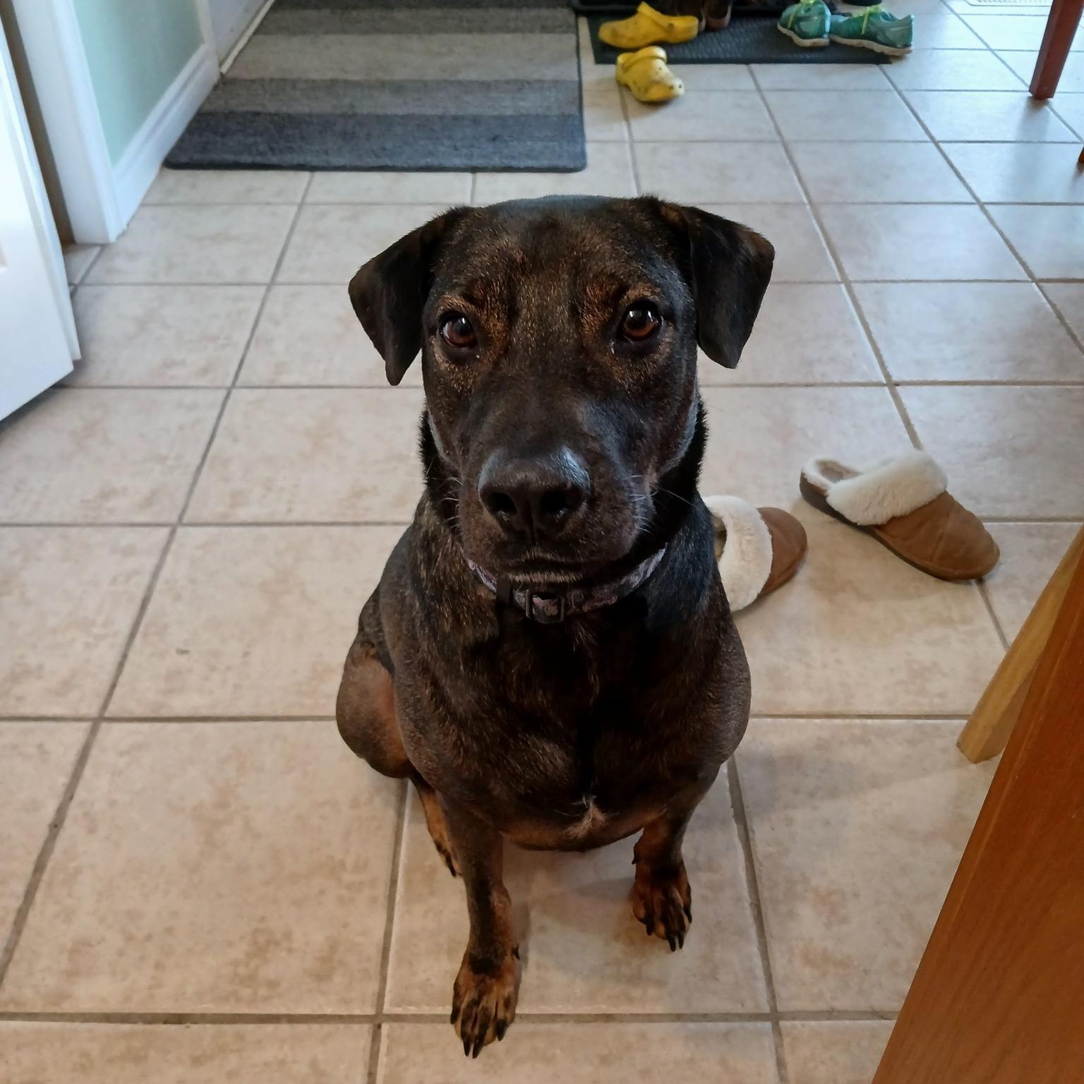 Enlarge Bucee, a Adoptable mixed breed in Woodstock, ON image 3/5