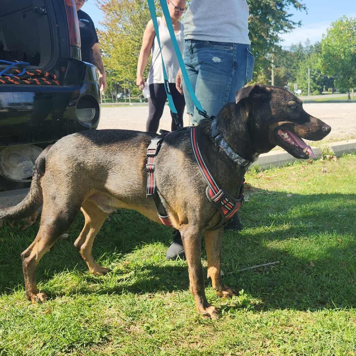 Enlarge Bucee, a Adoptable mixed breed in Woodstock, ON image 4/5