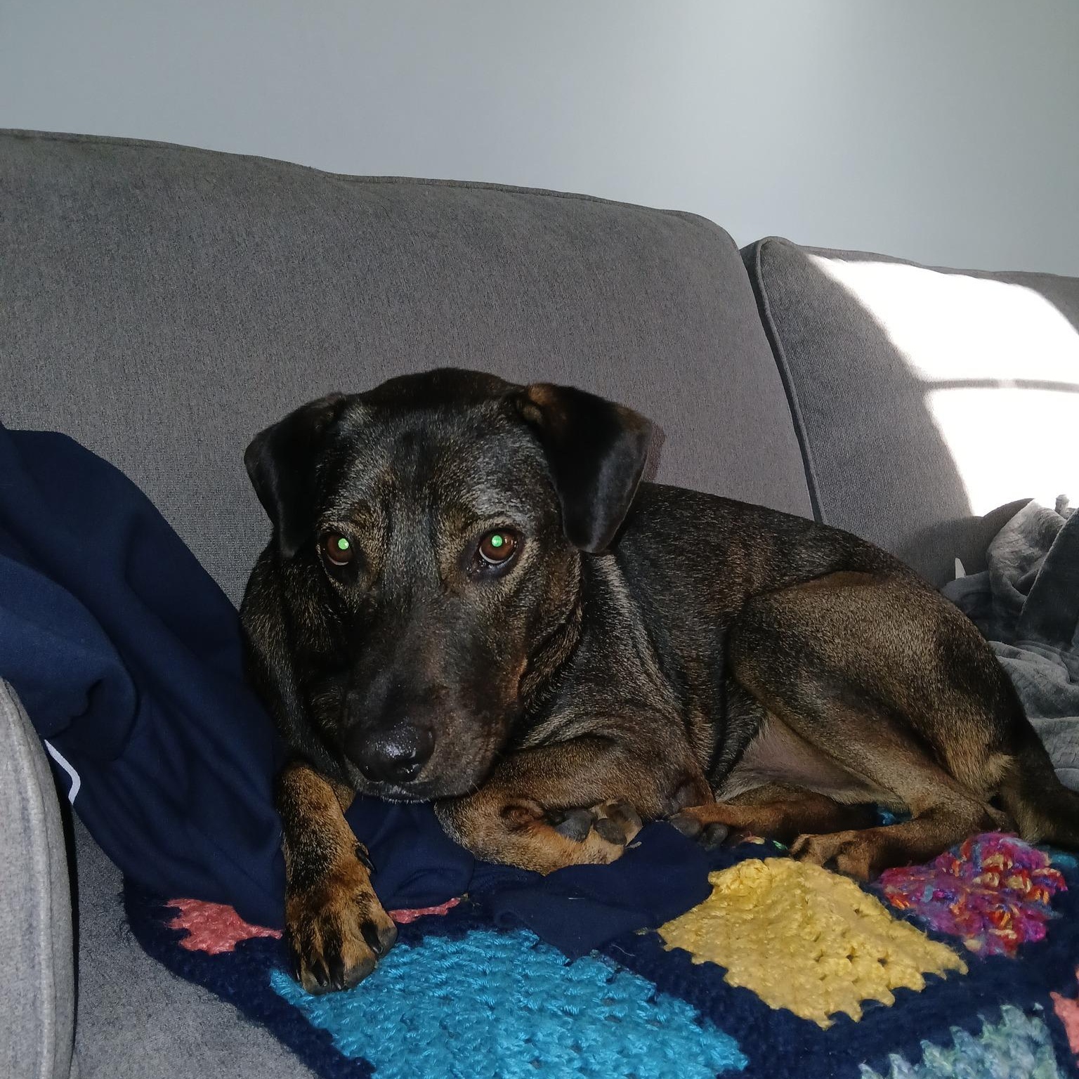 Enlarge Bucee, a Adoptable mixed breed in Woodstock, ON image 5/5