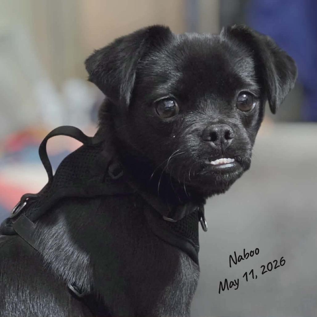 Naboo, a Adoptable mixed breed in Loves Park, IL image 1/5