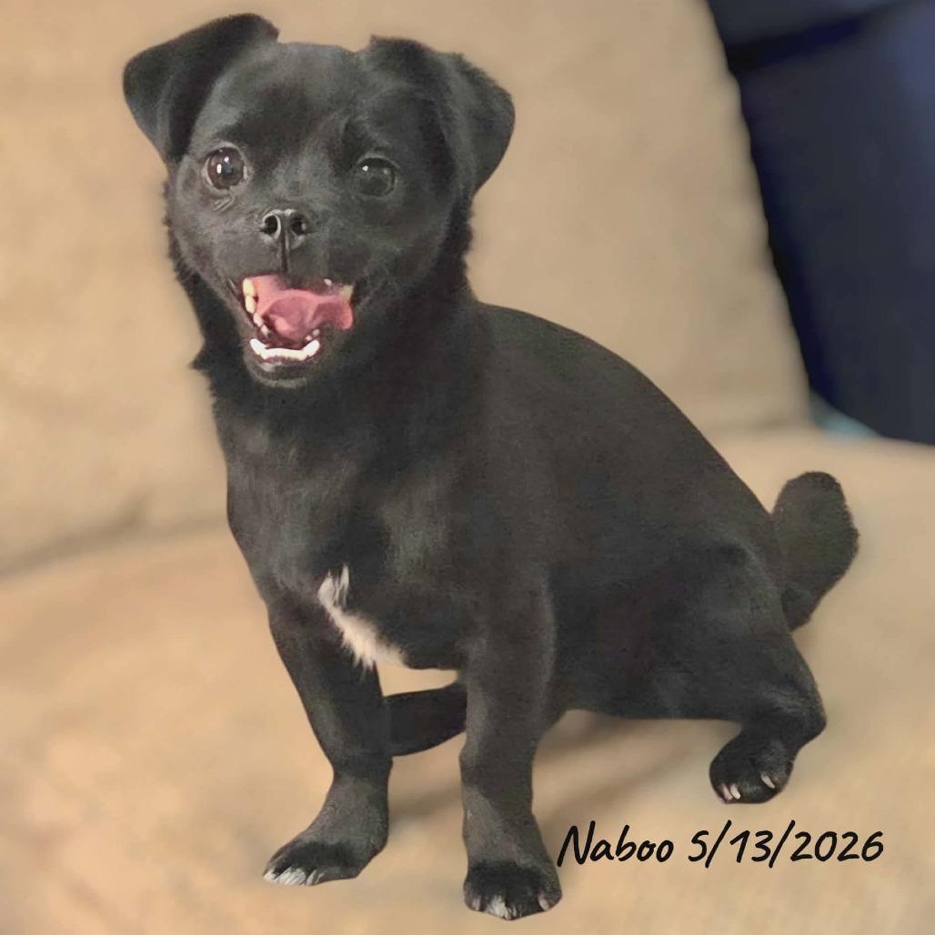 Naboo, a Adoptable mixed breed in Loves Park, IL image 2/5