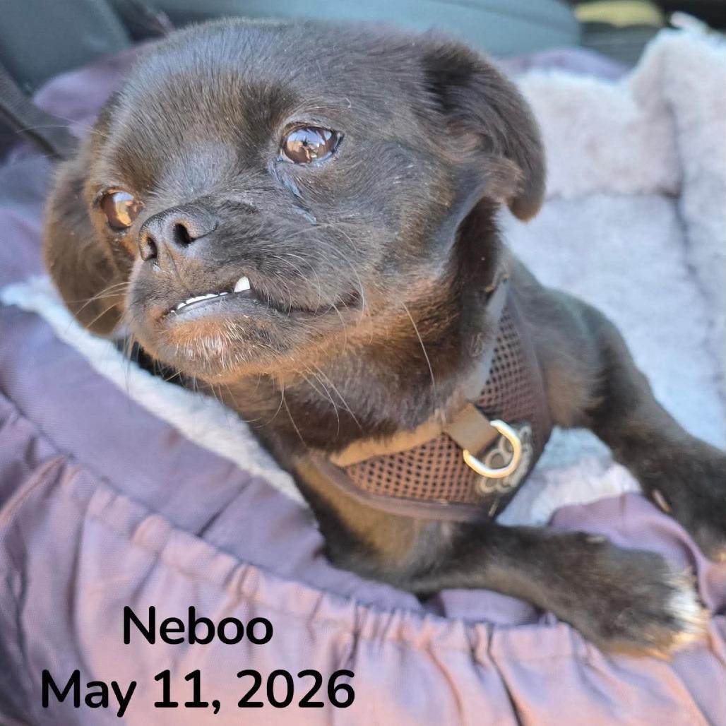 Naboo, a Adoptable mixed breed in Loves Park, IL image 3/5