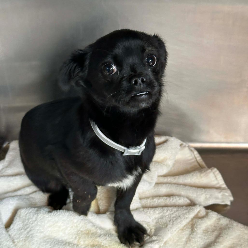 Naboo, a Adoptable mixed breed in Loves Park, IL image 4/5