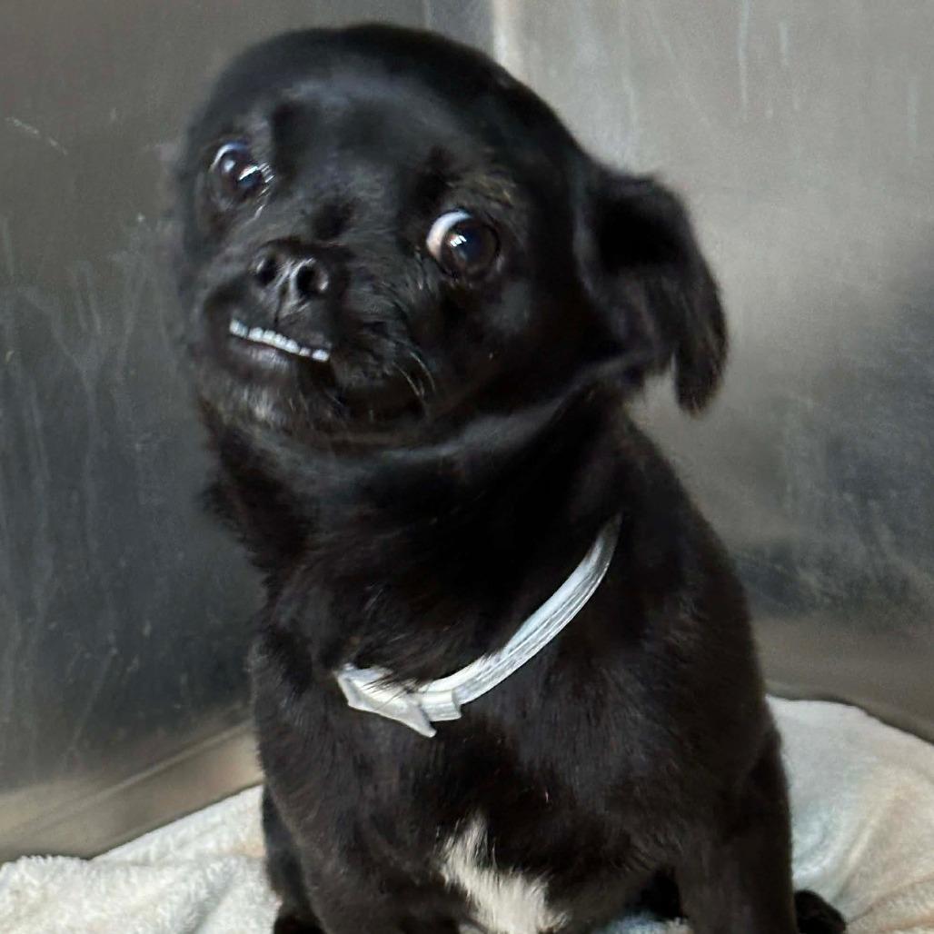 Naboo, a Adoptable mixed breed in Loves Park, IL image 5/5
