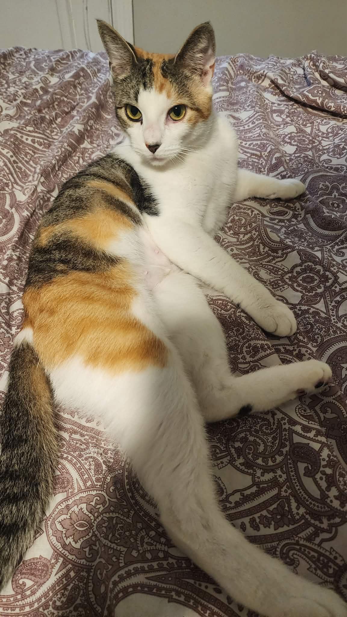 Zelda - 1 Year female, Adopted, Adult Female Domestic Short Hair.