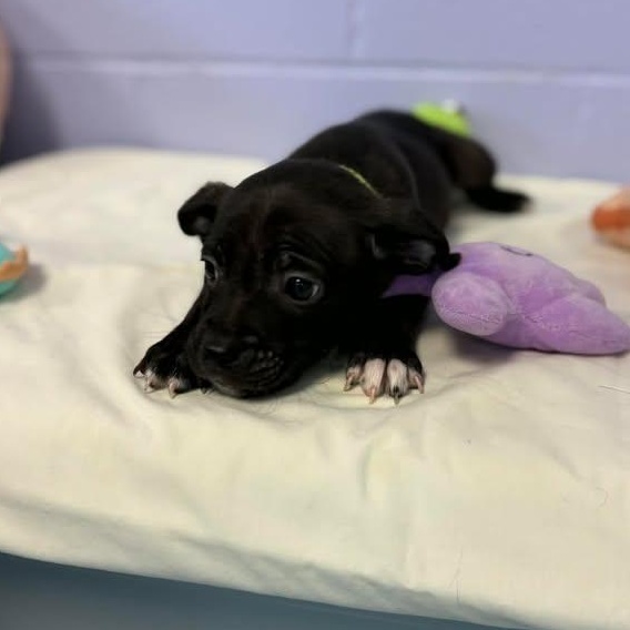 Enlarge Eeyore, a ADOPTABLE mixed breed in Bardstown, KY image 2/4