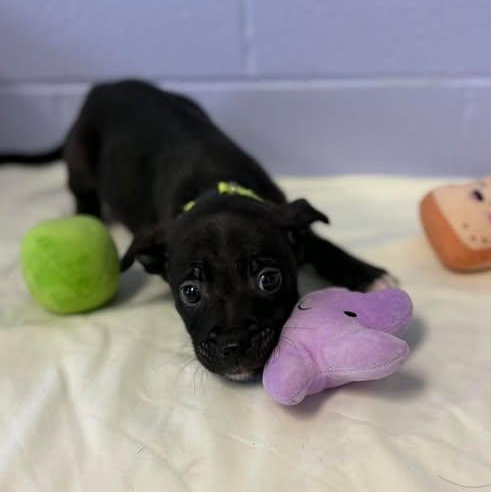 Enlarge Eeyore, a ADOPTABLE mixed breed in Bardstown, KY image 3/4