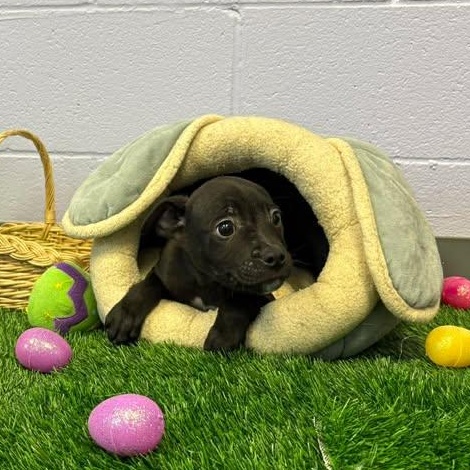 Eeyore, ADOPTABLE, Puppy Male Boxer.