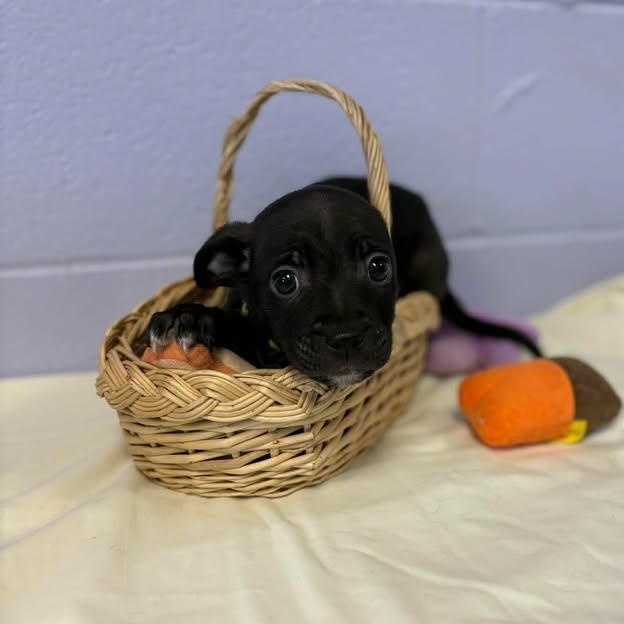 Enlarge Eeyore, a ADOPTABLE mixed breed in Bardstown, KY image 4/4