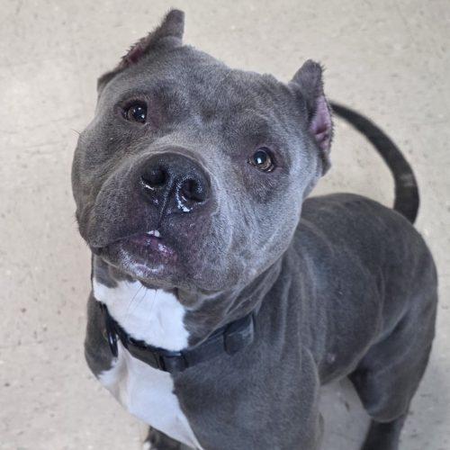 Enlarge Raven, a Adoptable Pit Bull Terrier in Burlington, IA image 1/3