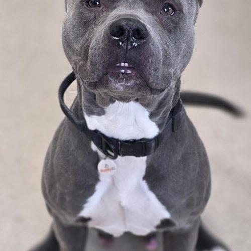 Enlarge Raven, a Adoptable Pit Bull Terrier in Burlington, IA image 2/3