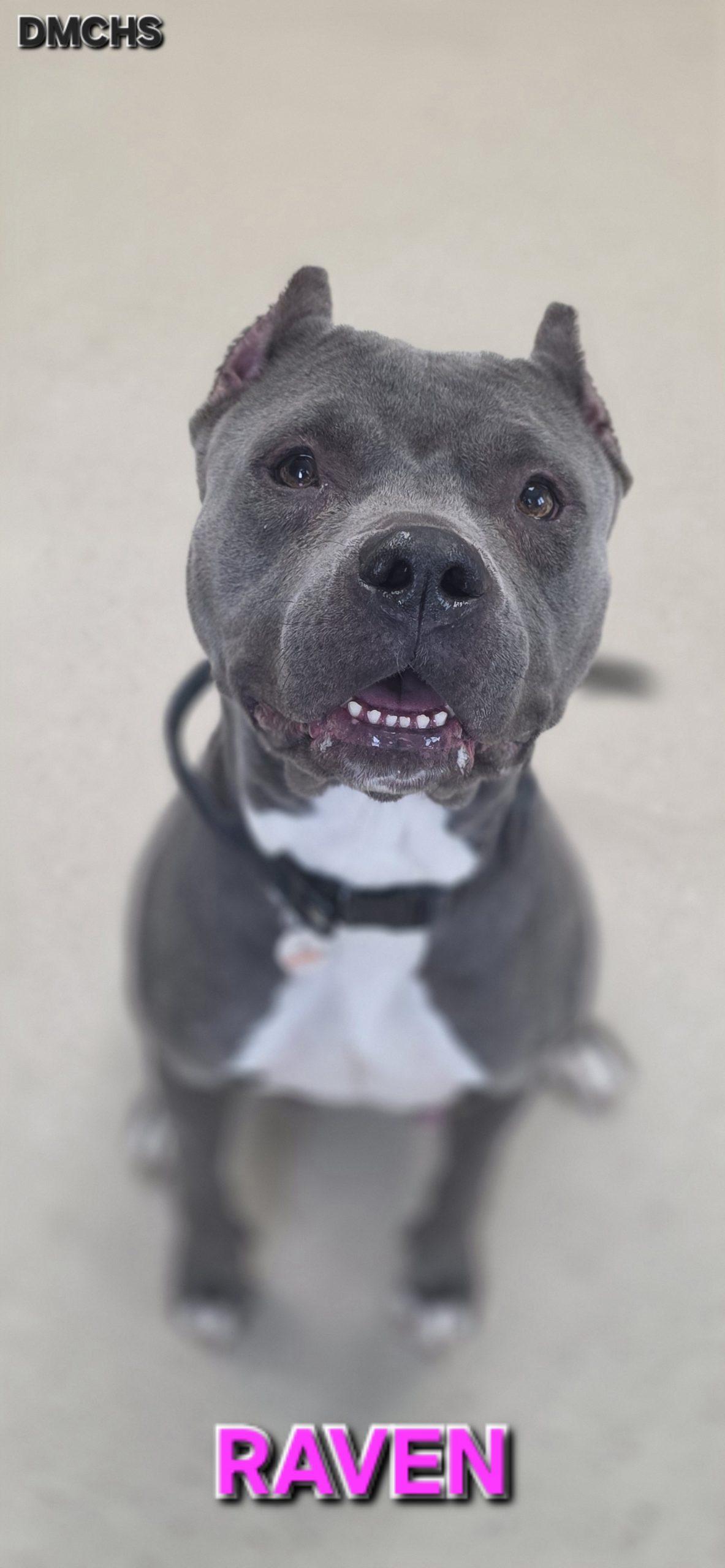 Enlarge Raven, a Adoptable Pit Bull Terrier in Burlington, IA image 3/3