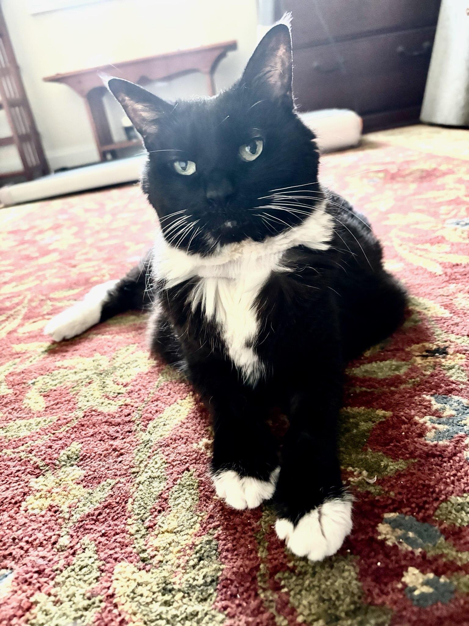 Bella photo 3