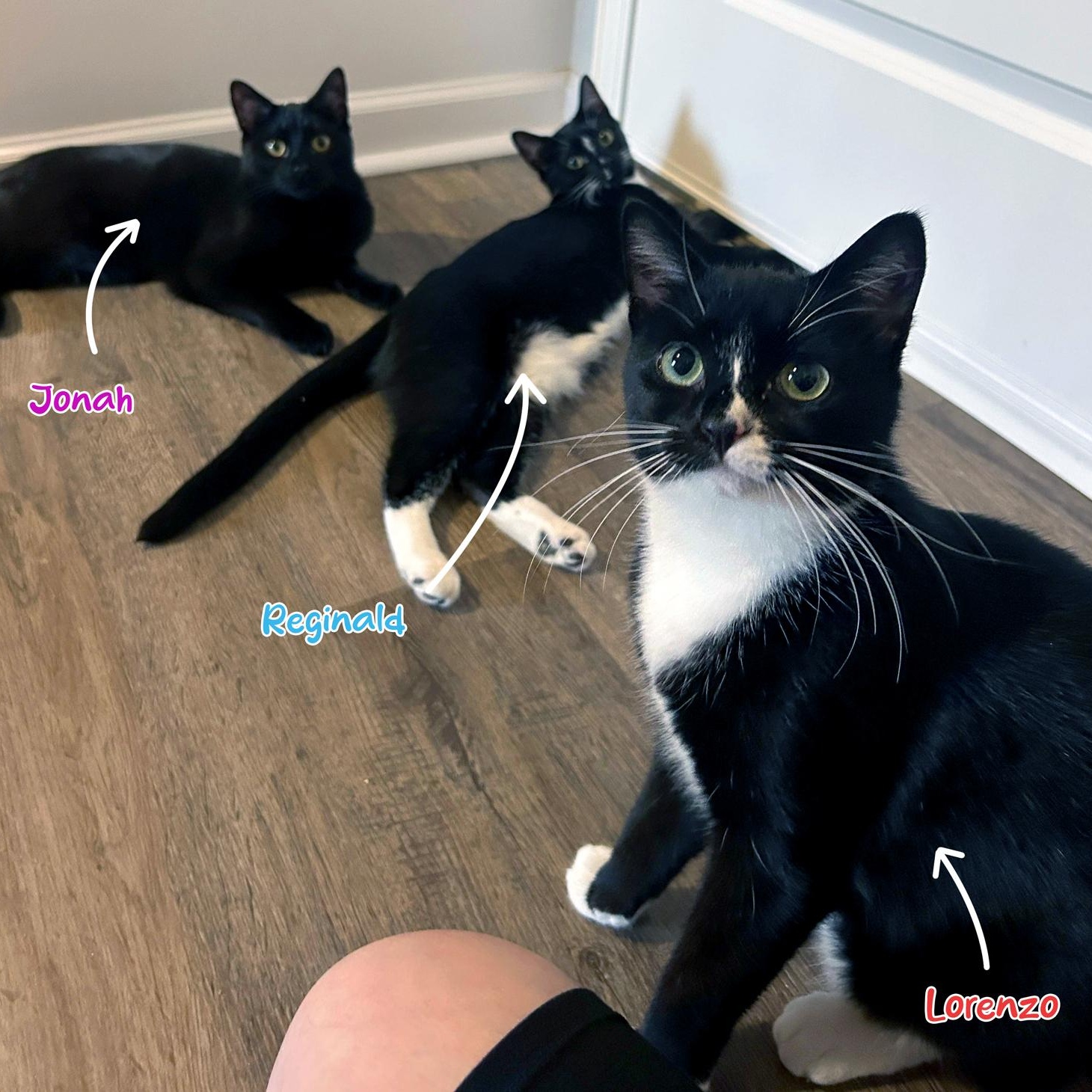 Reginald & Jonah, a Adoptable Domestic Short Hair in Charlotte, NC image 5/5