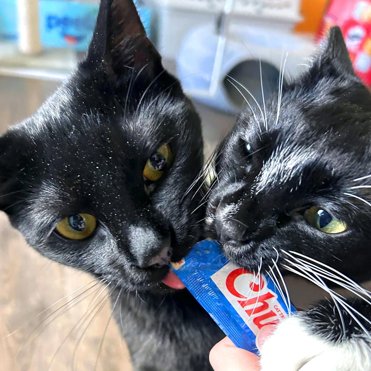 Reginald & Jonah, a Adoptable Domestic Short Hair in Charlotte, NC image 4/5
