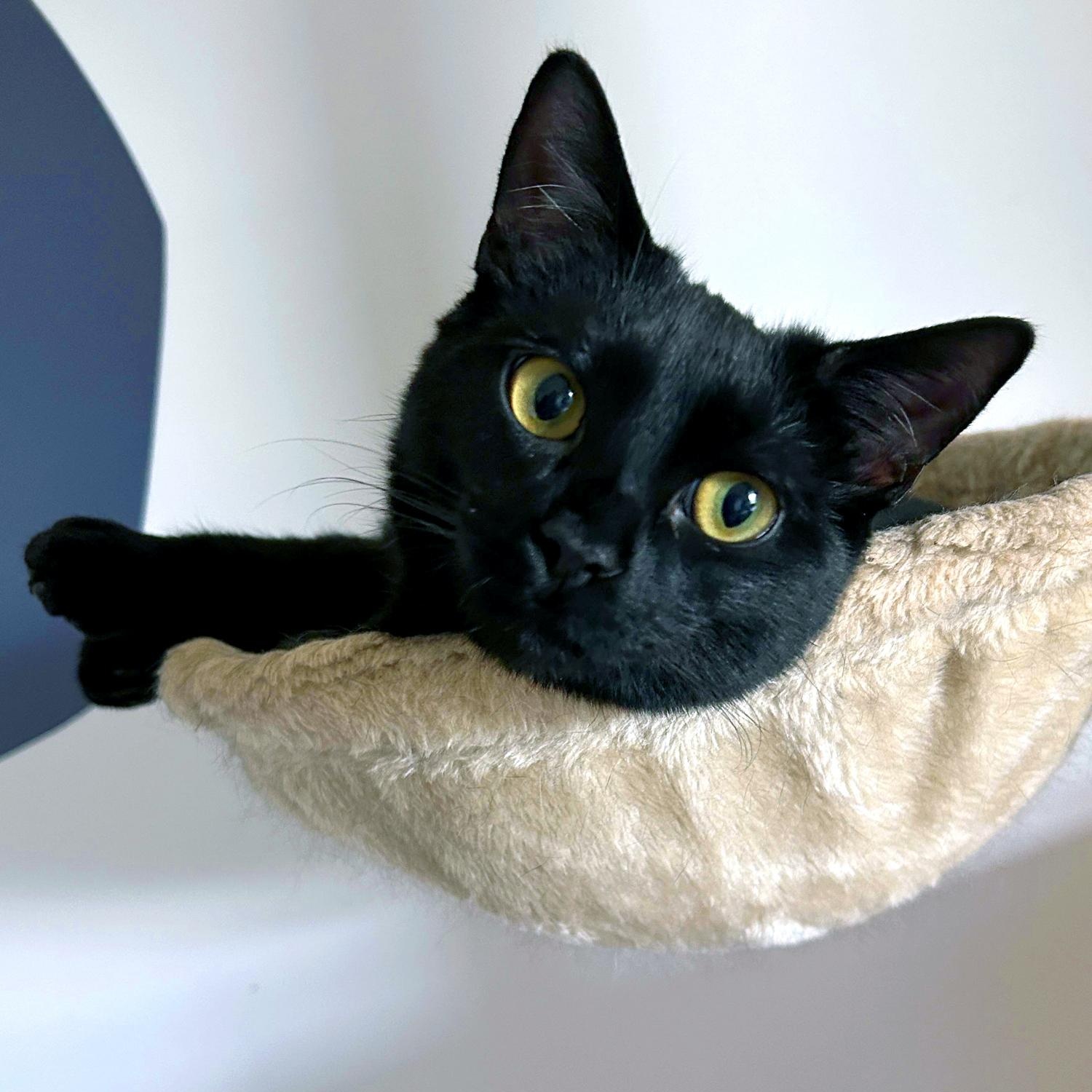 Reginald & Jonah, a Adoptable Domestic Short Hair in Charlotte, NC image 2/5