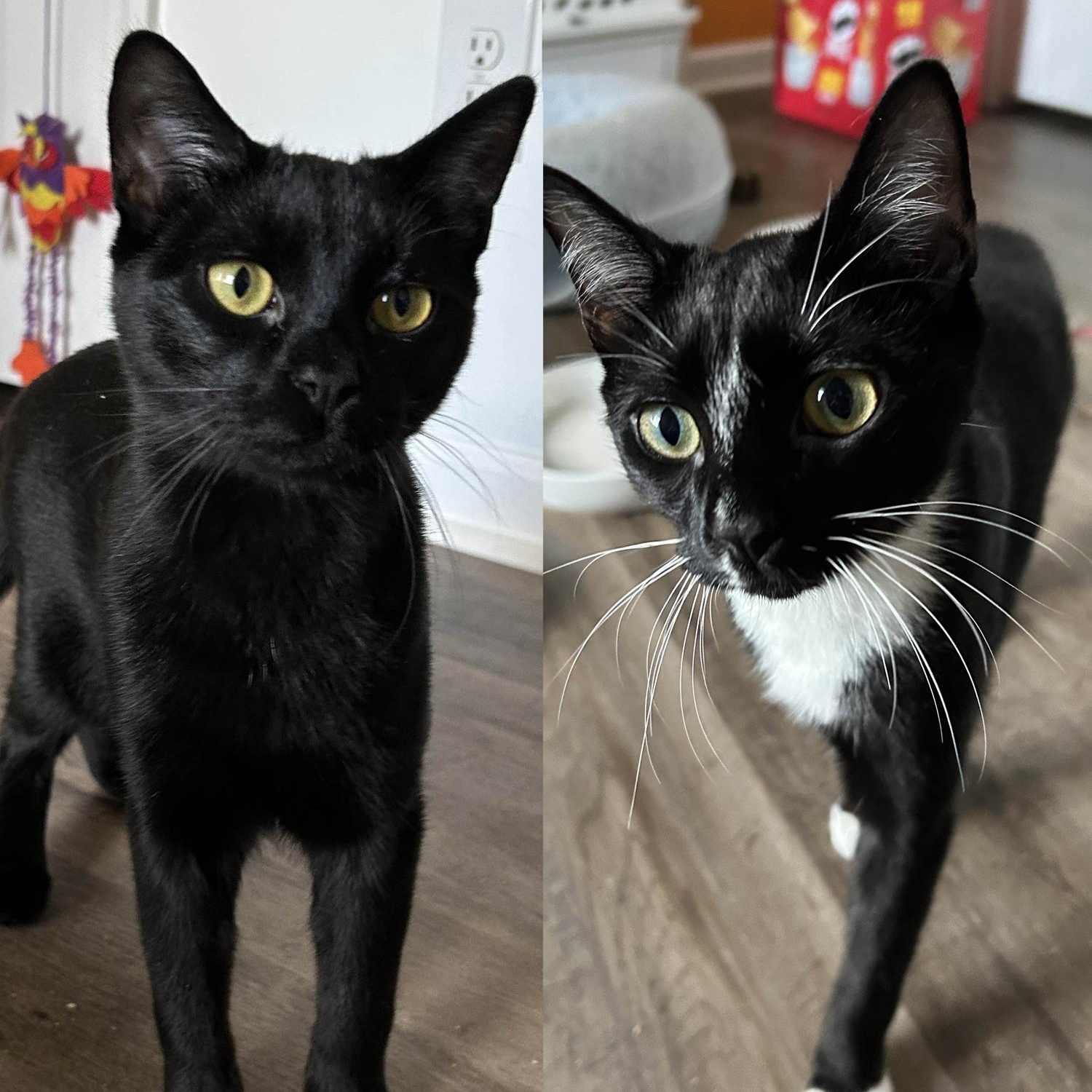 Reginald & Jonah, a Adoptable Domestic Short Hair in Charlotte, NC image 1/5