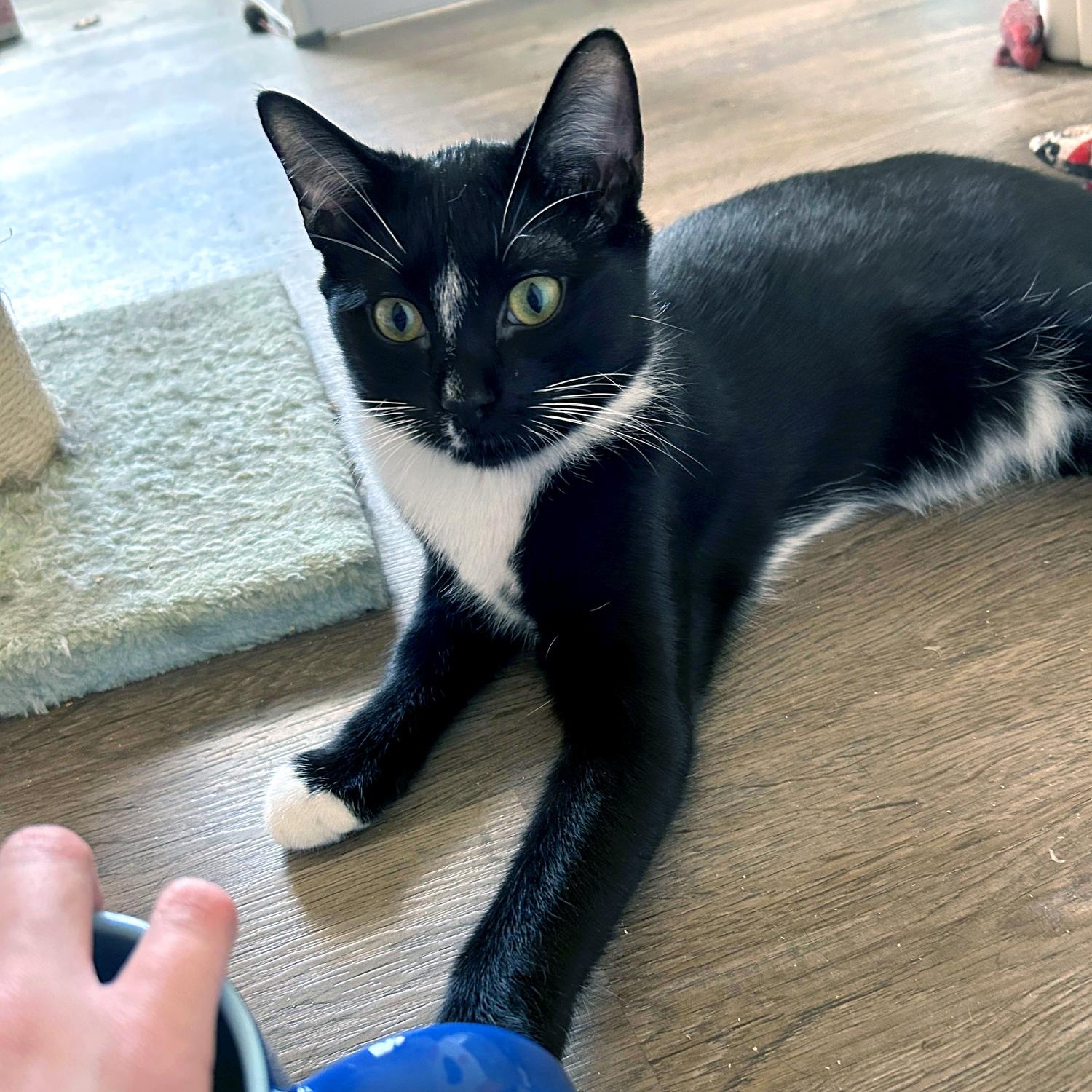 Reginald & Jonah, a Adoptable Domestic Short Hair in Charlotte, NC image 3/5