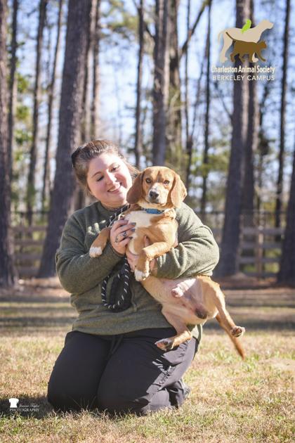 2541B Rabbit - Adoption Ambassador, Adoptable, Adult Male Beagle & Mixed Breed.