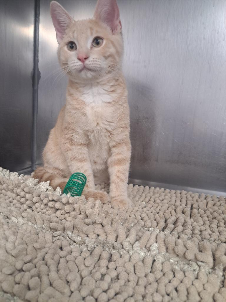 Cooper, Adoptable, Young Male Domestic Short Hair.