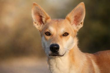 Karen, Adoptable, Adult Female Jindo & Mixed Breed.