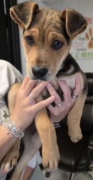 Walker, a ADOPTABLE Mixed Breed in North Myrtle Beach, SC image 2/2