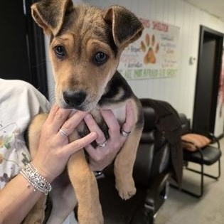 Walker, a ADOPTABLE Mixed Breed in North Myrtle Beach, SC image 1/2