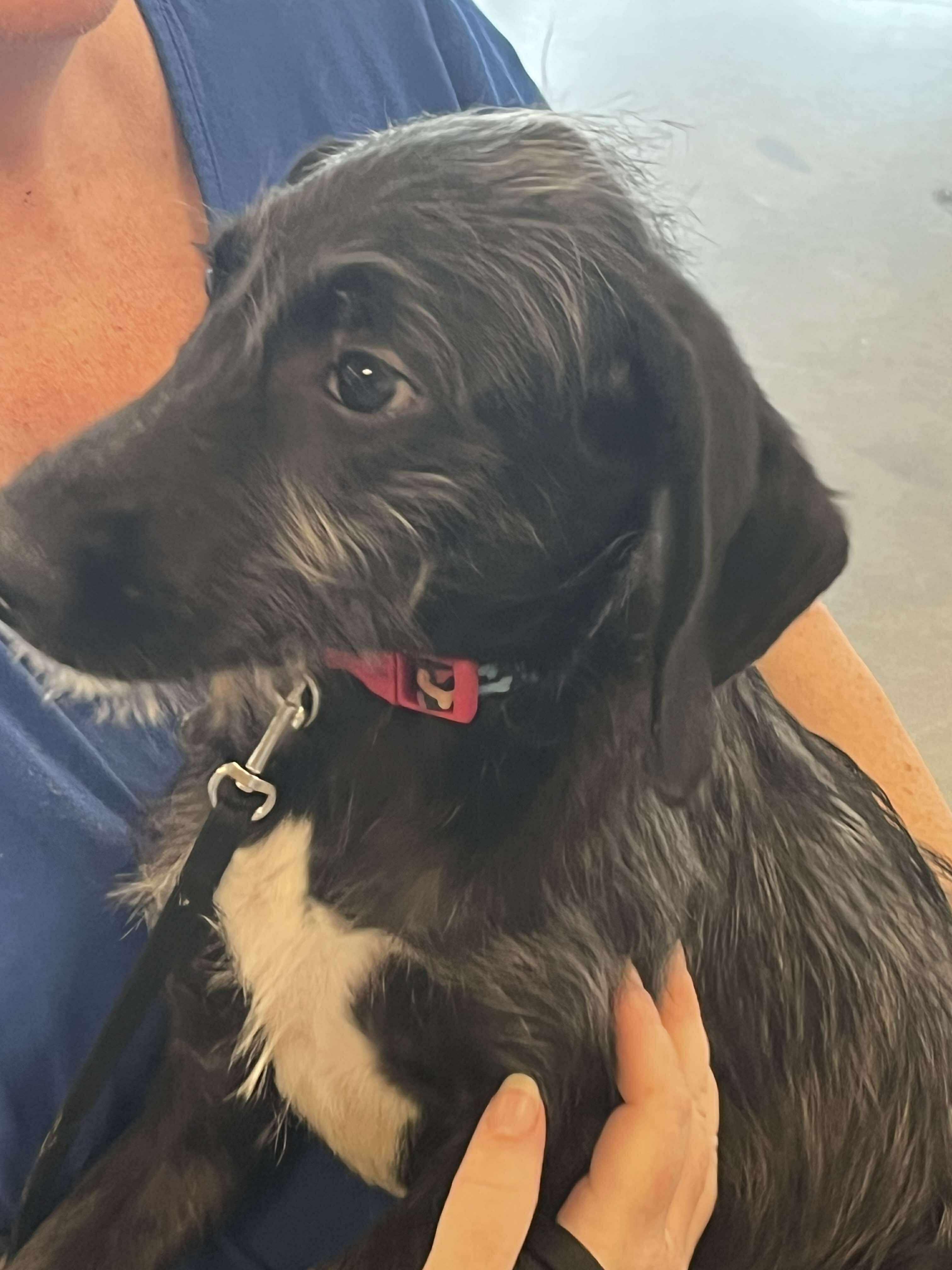 Gretel, an adoptable Schnoodle, Poodle in Yukon, OK, 73099 | Photo Image 4