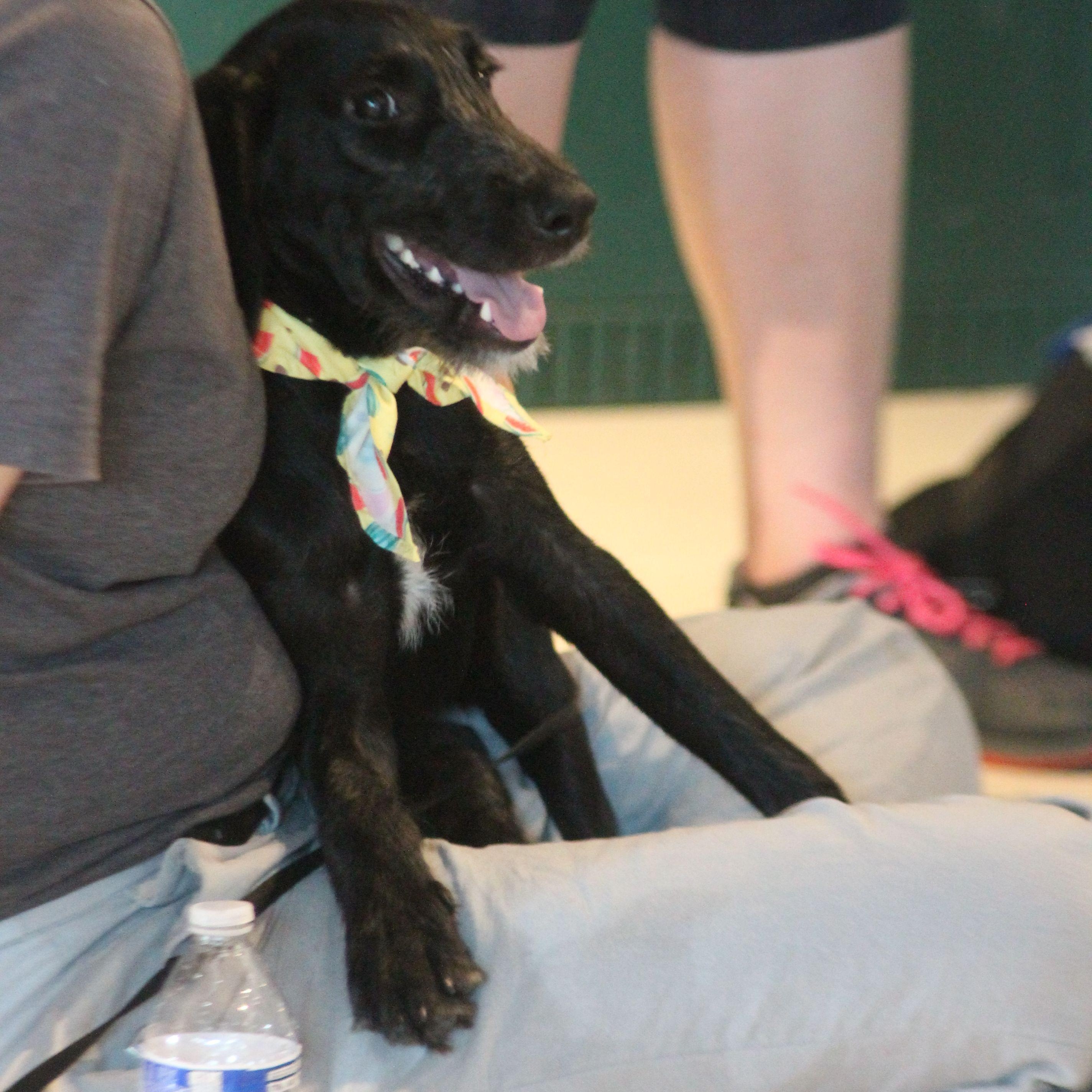 Gretel, an adoptable Schnoodle, Poodle in Yukon, OK, 73099 | Photo Image 3
