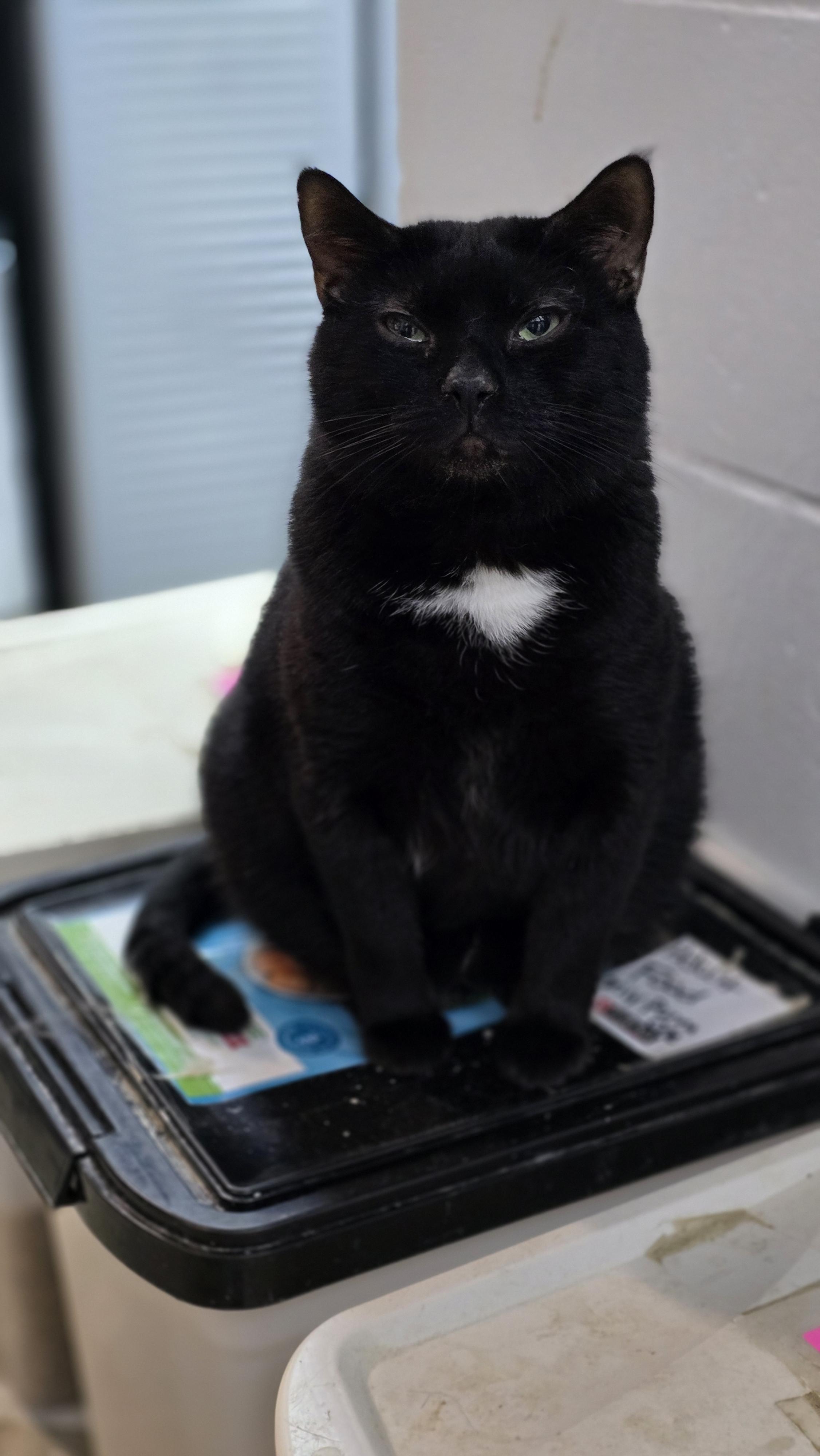 Blackie photo 2