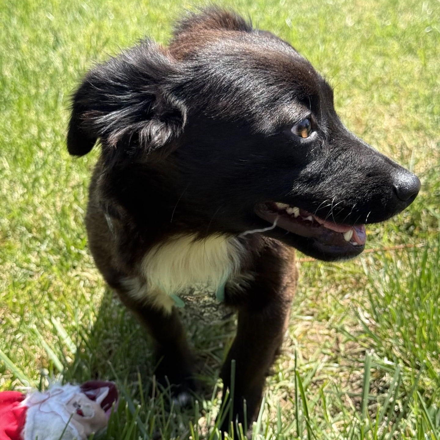 West, an adopted mixed breed in modesto, CA image 2/6