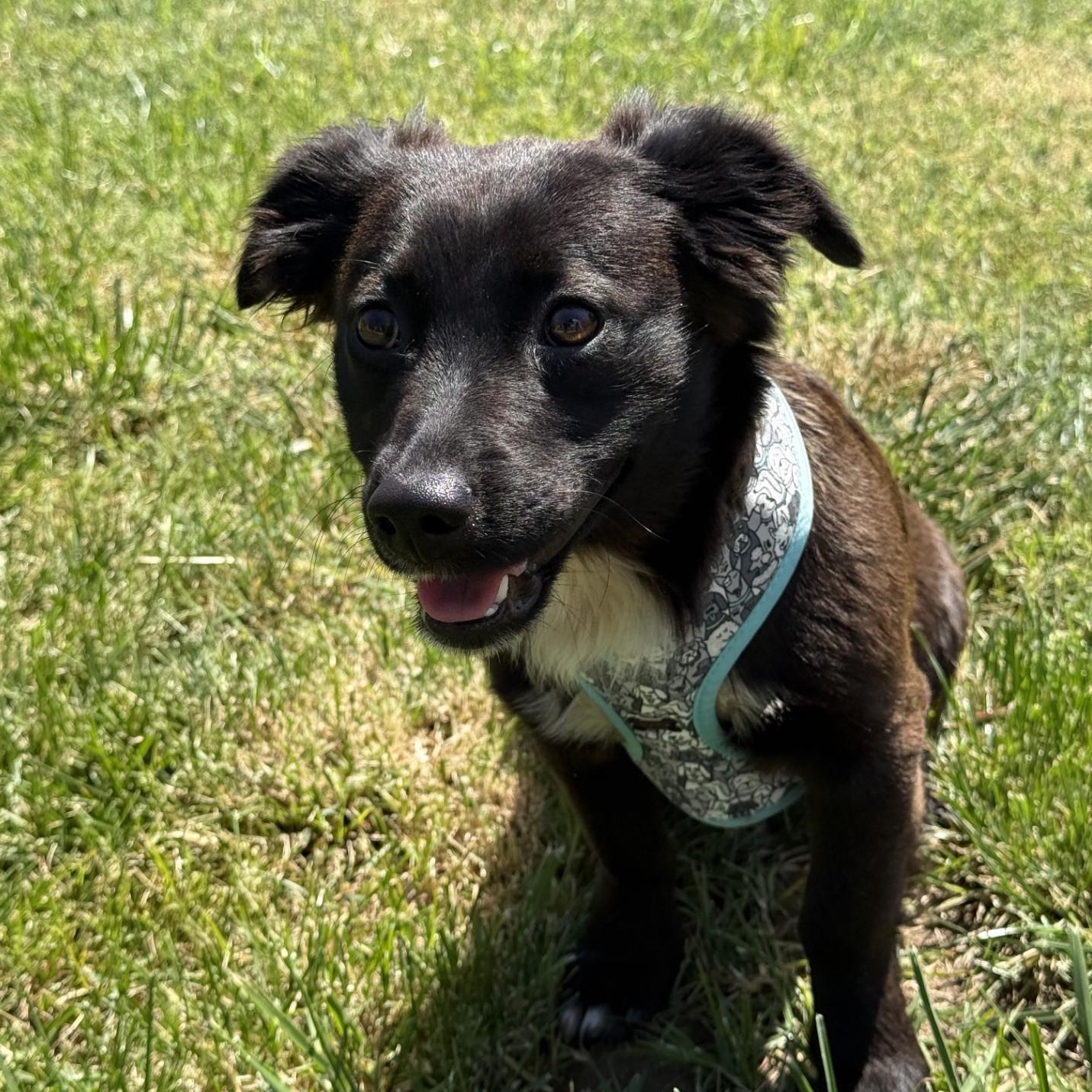 West, an adopted mixed breed in modesto, CA image 6/6