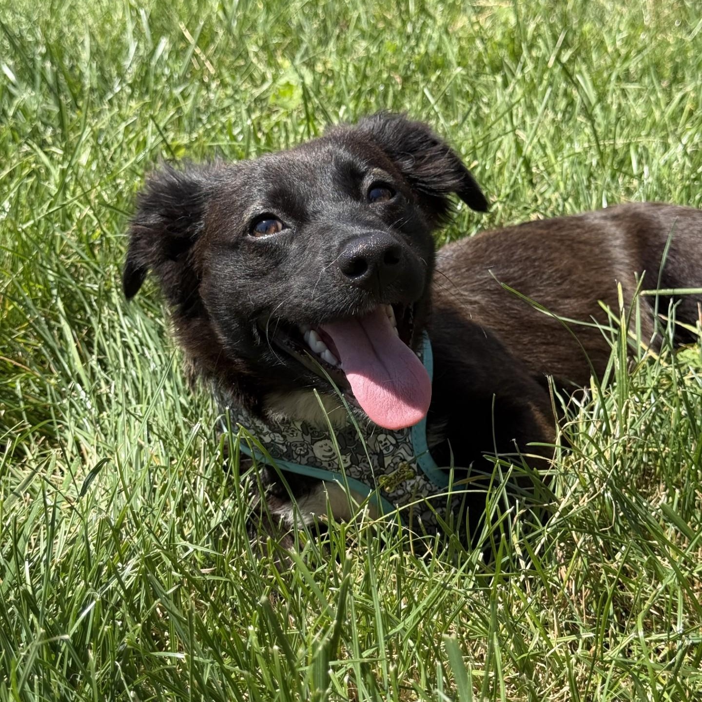 West, an adopted mixed breed in modesto, CA image 4/6