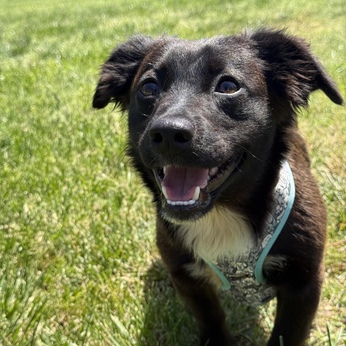 West, an adopted mixed breed in modesto, CA image 1/6