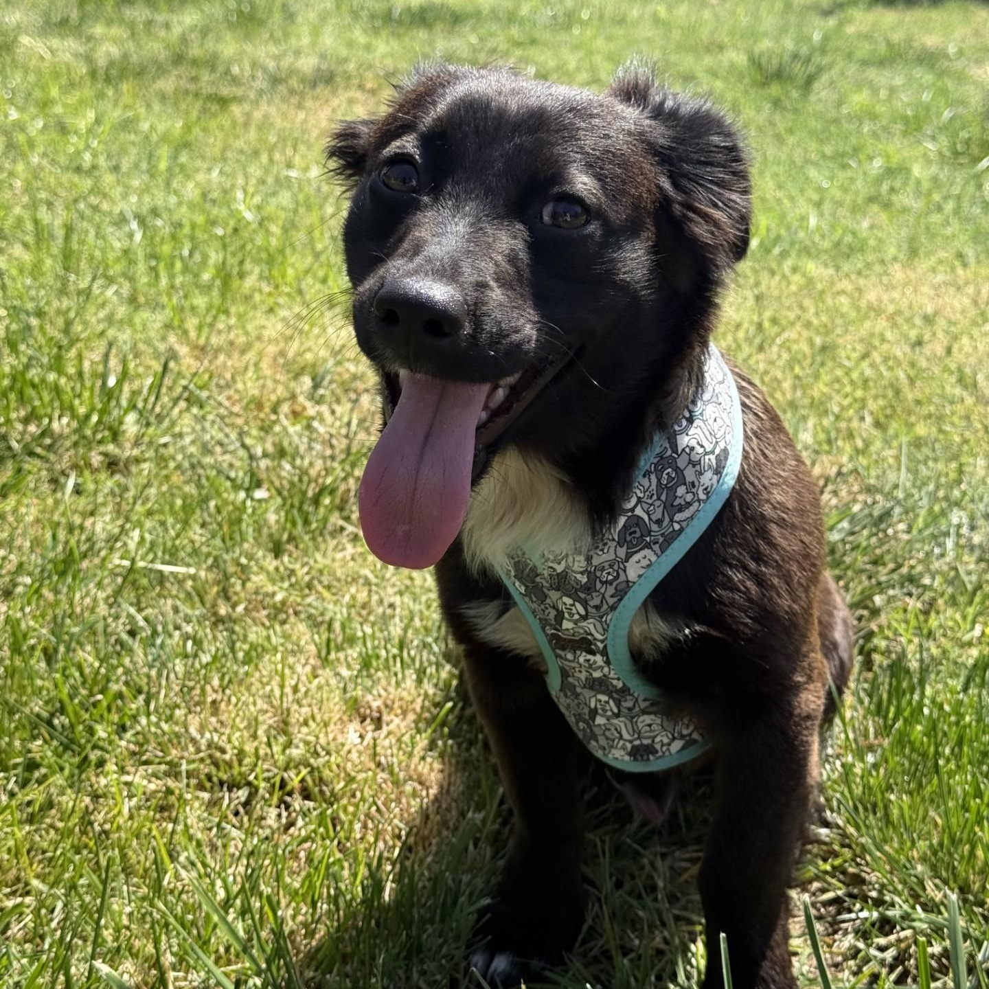 West, an adopted mixed breed in modesto, CA image 3/6